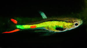 PTL69614_POECILIA ENDLERI GREEN